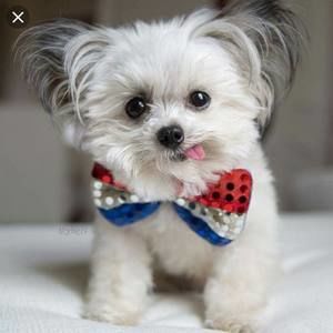 Meet your Posher, Dawn